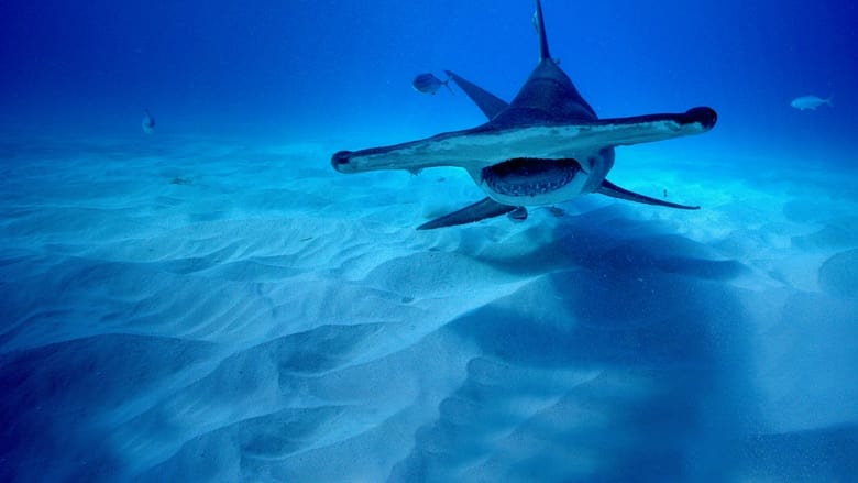 кадр из фильма Суперспособности акул