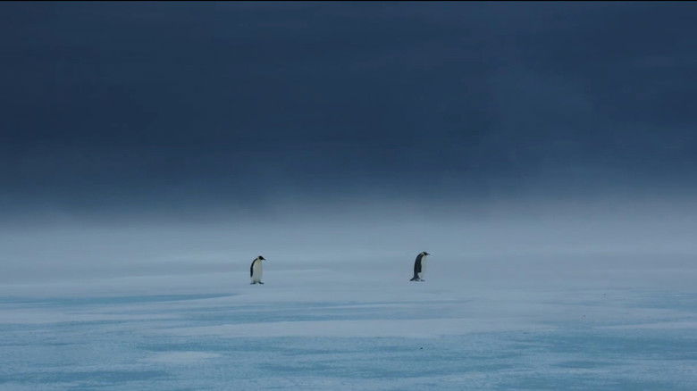 кадр из фильма Les Secrets des Animaux des Glaces