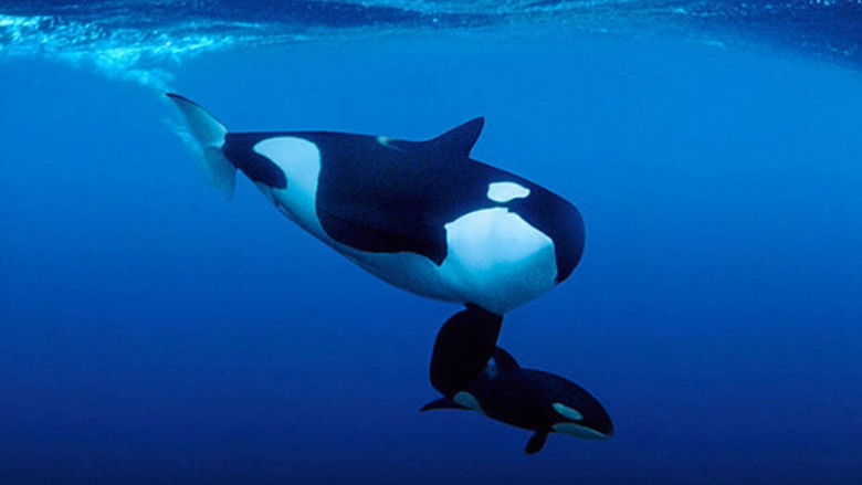 кадр из фильма Sonic Sea