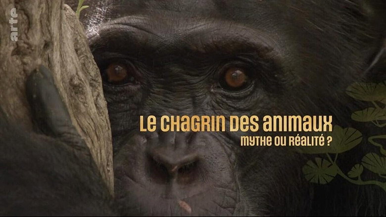 кадр из фильма Le chagrin des animaux : mythe ou réalité ?