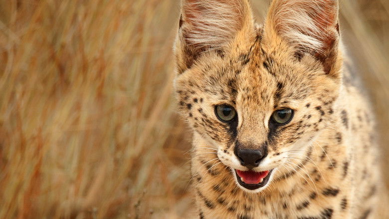 кадр из фильма Wild Little Cats