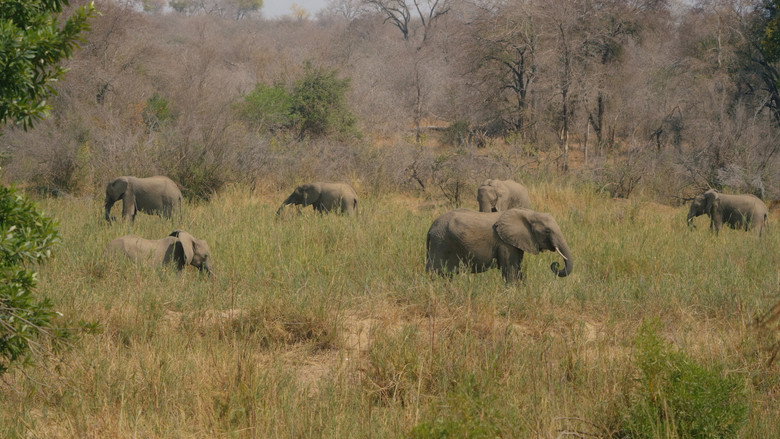 кадр из фильма Elephant in the Room