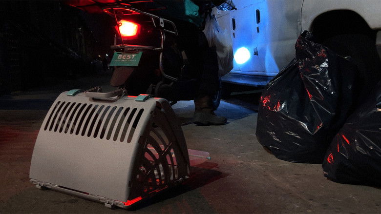 кадр из фильма New York Cat Crisis