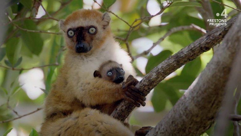Primates, la force du clan