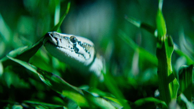 кадр из фильма The Python Hunt