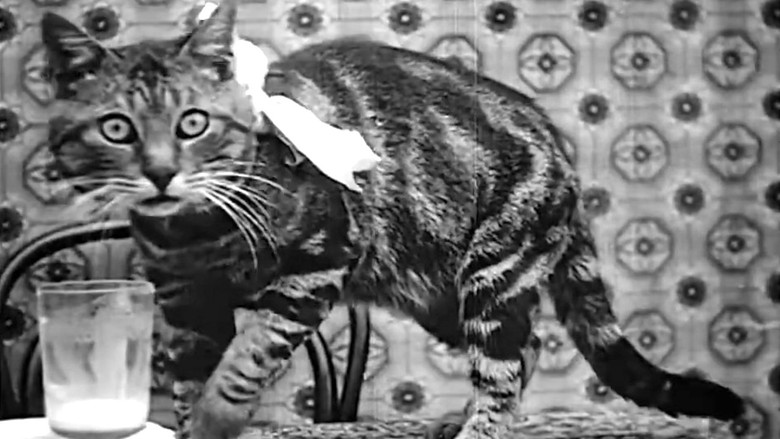 кадр из фильма Le Déjeuner de Minet