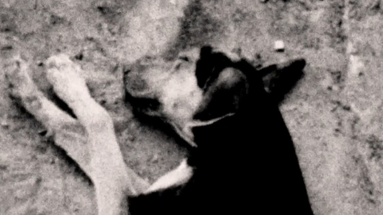 кадр из фильма O Sacrifício Benevolente