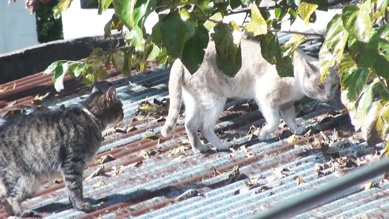 кадр из фильма Cóndor