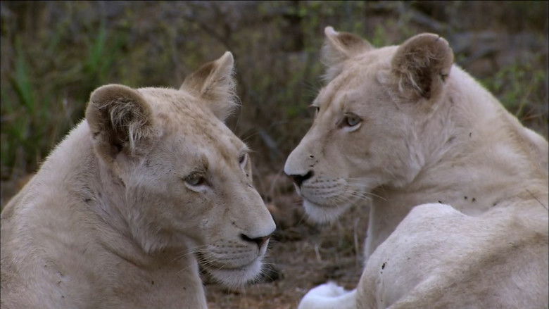 кадр из фильма The White Lions