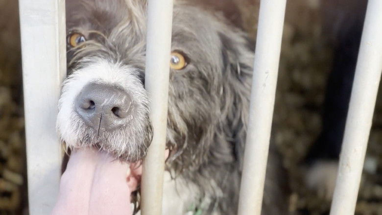 кадр из фильма Scruffy Dogs