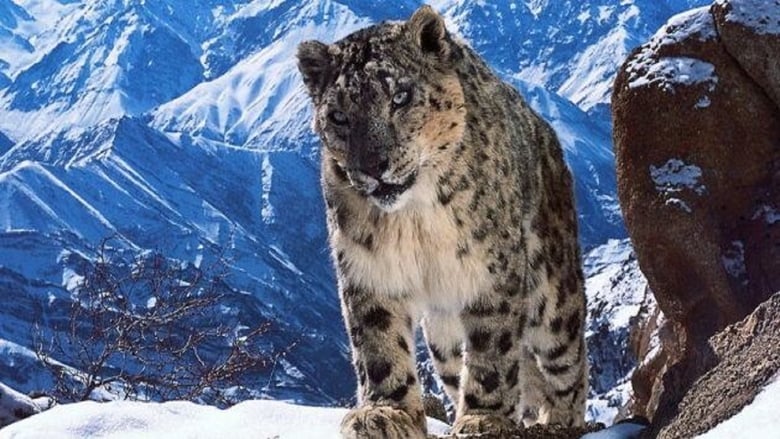 кадр из фильма Planet Earth