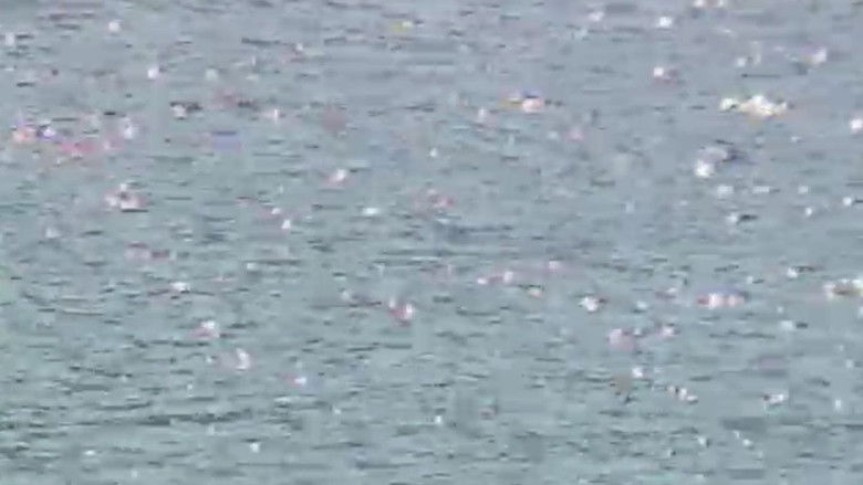 кадр из фильма 渡辺玖未＆木下絵里花 恐怖の館 マタンゴ・コレクター