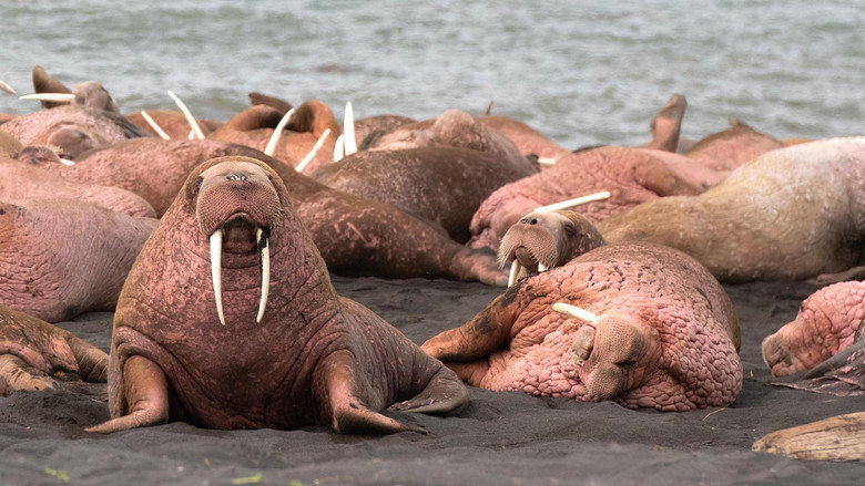 кадр из фильма Walrus: Life on Thin Ice