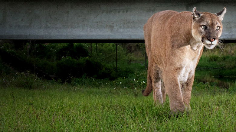 кадр из фильма Путь пантеры