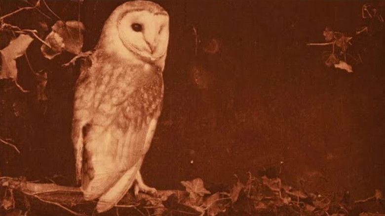 Les oiseaux chez eux