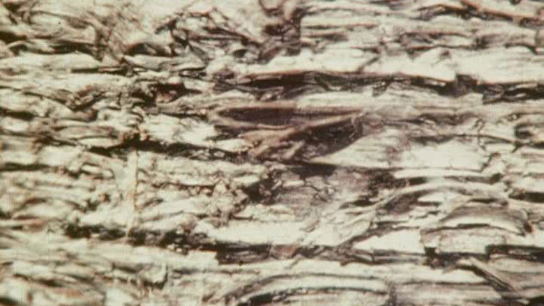 кадр из фильма Bark-Rind