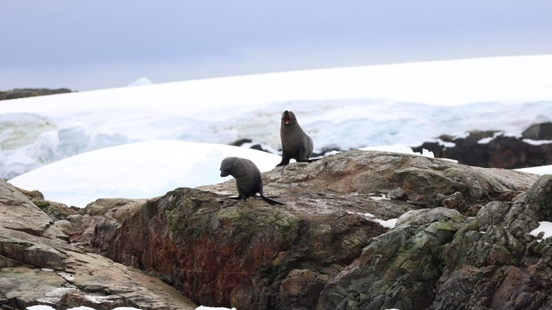 кадр из фильма Антарктида