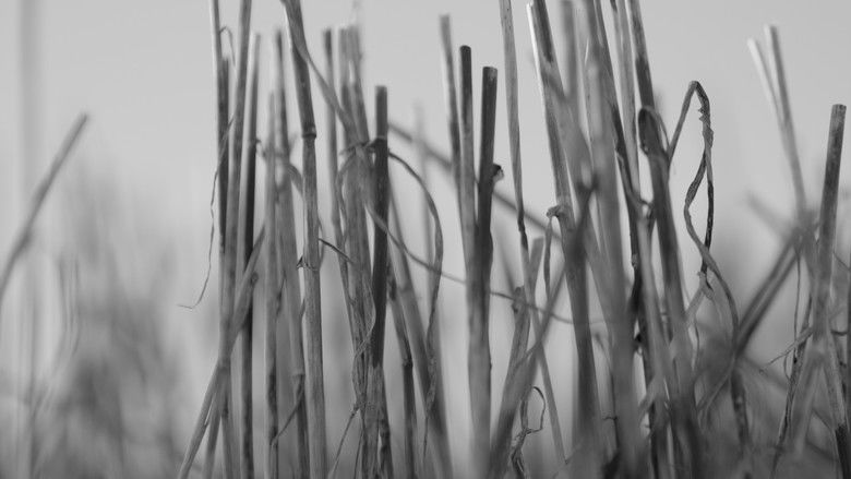 кадр из фильма Solastalgia