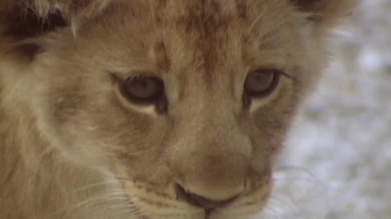 кадр из фильма The Lions of Etosha