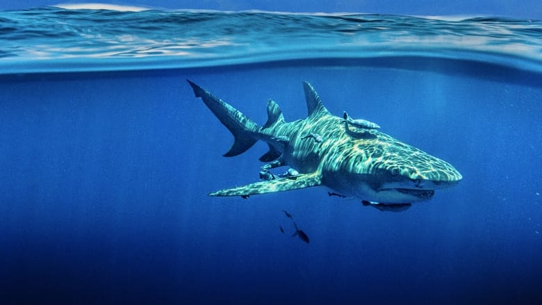 кадр из фильма Sky Sharks