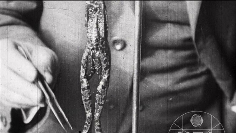 кадр из фильма Život zabité žáby