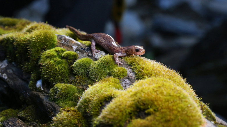 кадр из фильма 山椒魚來了