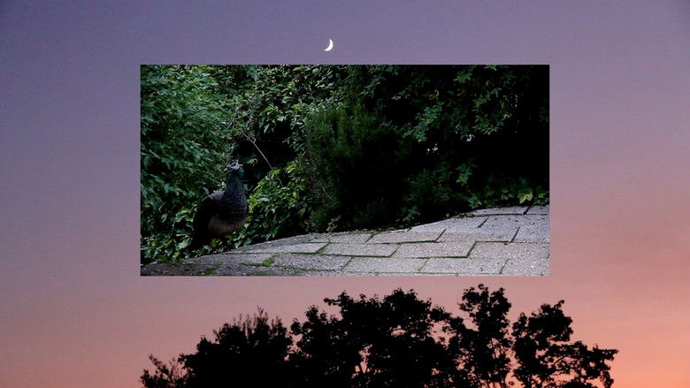 кадр из фильма ¿Nos hablan los muertos?