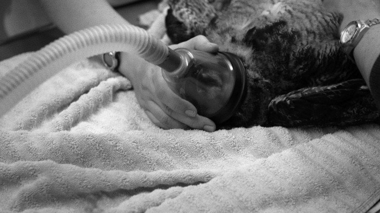 кадр из фильма American Wildlife