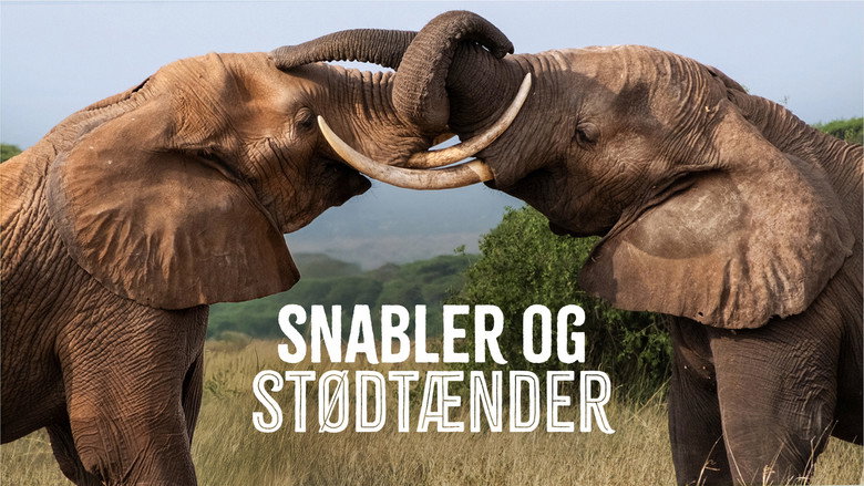 кадр из фильма Tusker: Brotherhood of Elephants
