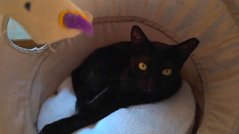 кадр из фильма una colección de videos creando por tenerte cerca