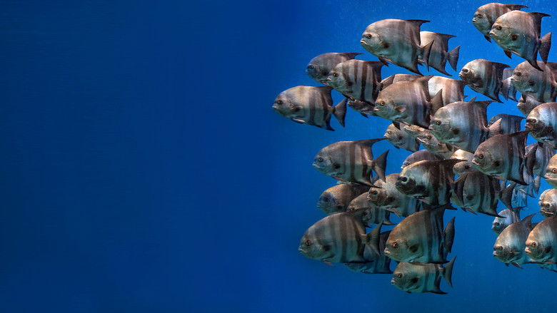 кадр из фильма Brasil Azul