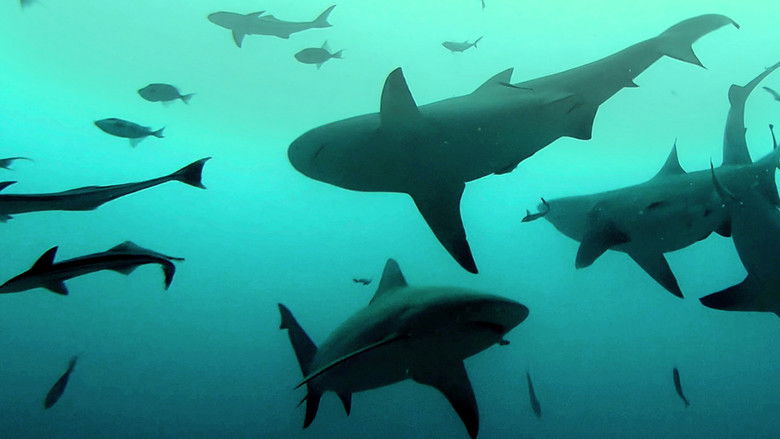 кадр из фильма Bull Shark Bandits