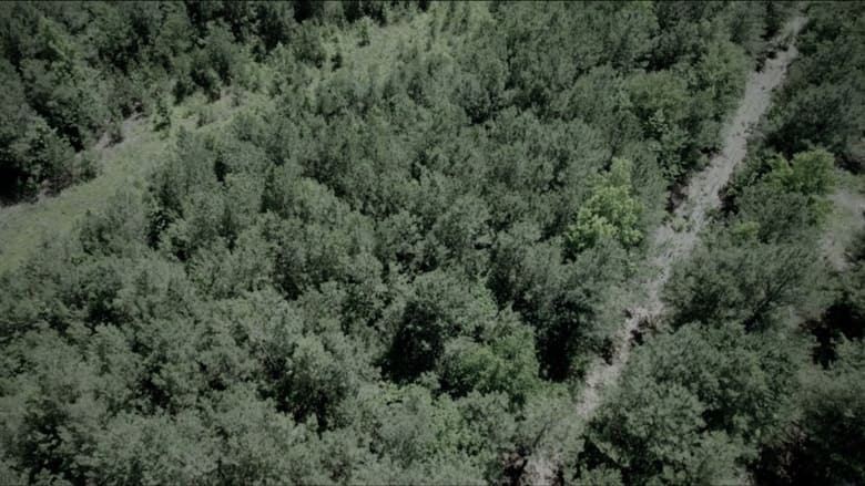 кадр из фильма The Woods