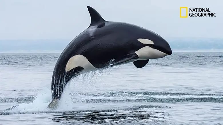 National Geographic : Orques, prédateurs des mers