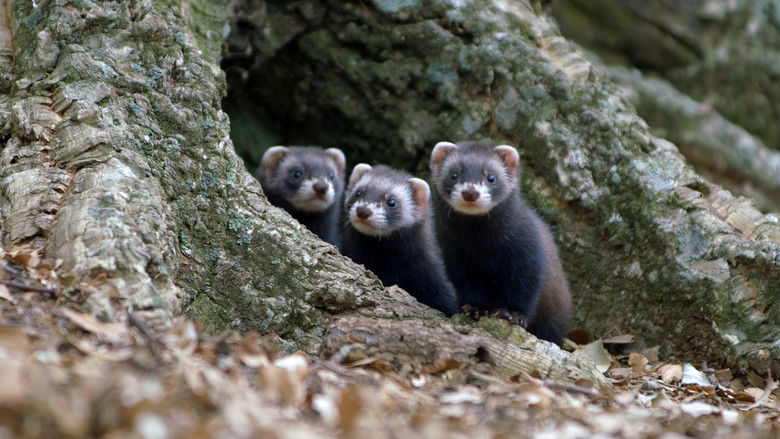 кадр из фильма Polecat – Europe’s Relentless Hunter