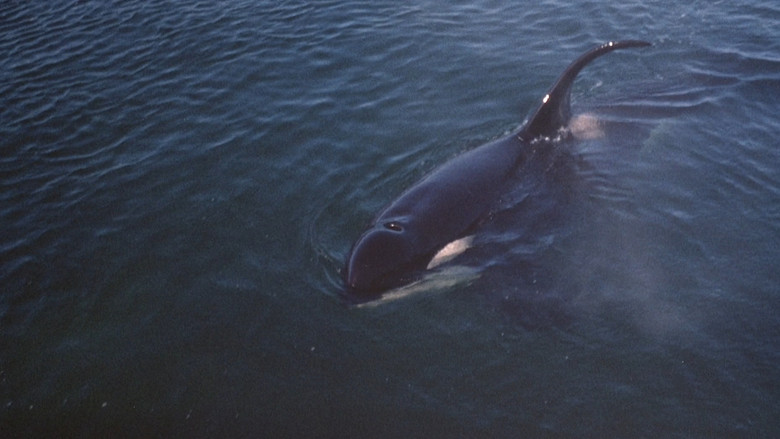 кадр из фильма Наму, кит-убийца