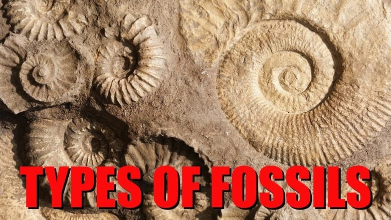 кадр из фильма The Six Main Types of Fossilization Explained