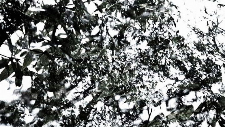 кадр из фильма The Seasons