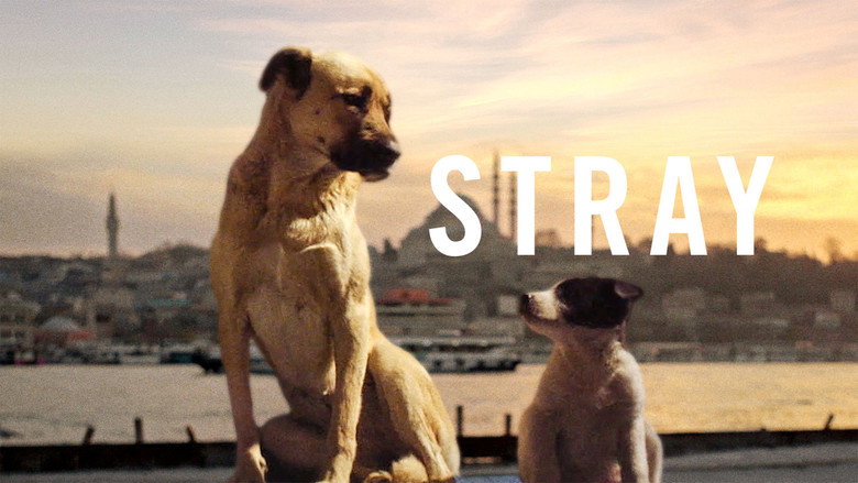 кадр из фильма Stray