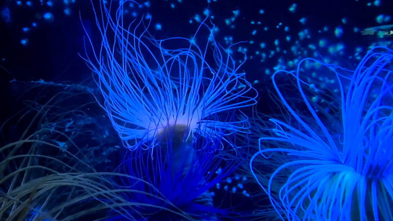 кадр из фильма Le rêve des cigognes