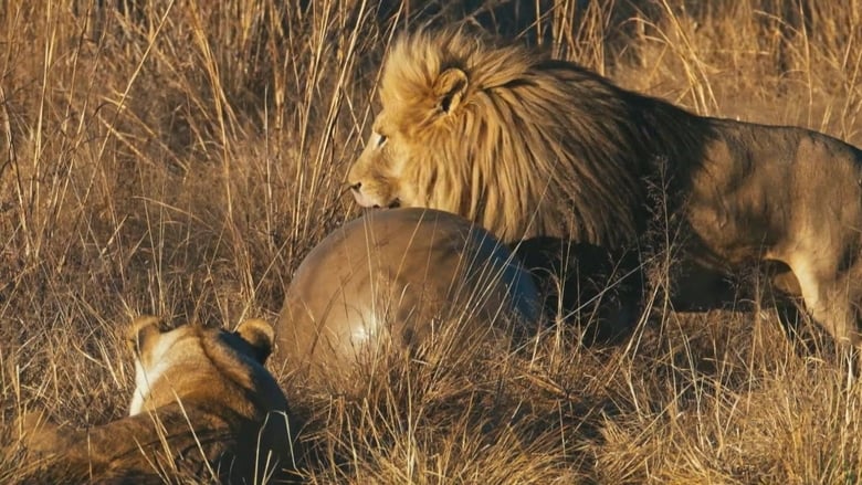 кадр из фильма Lionsrock: Return Of The King