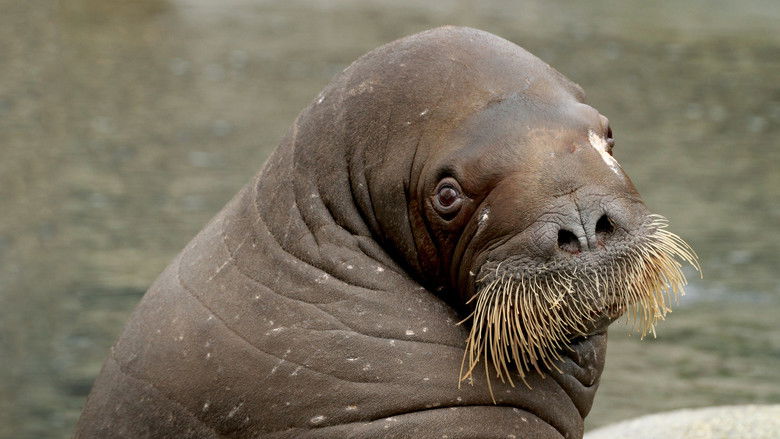 кадр из фильма Несейка. Младшая дочь