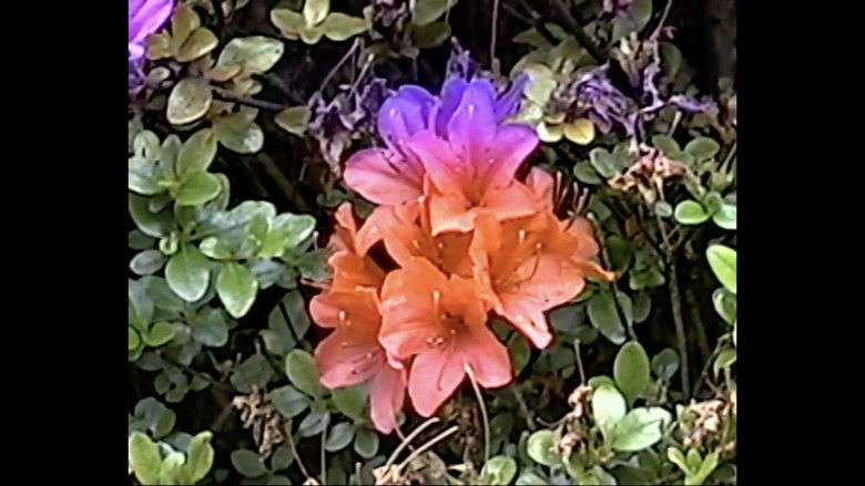 кадр из фильма memory consolidation 01