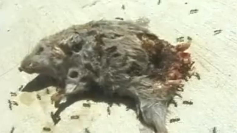 кадр из фильма Dead Mouse with Ants
