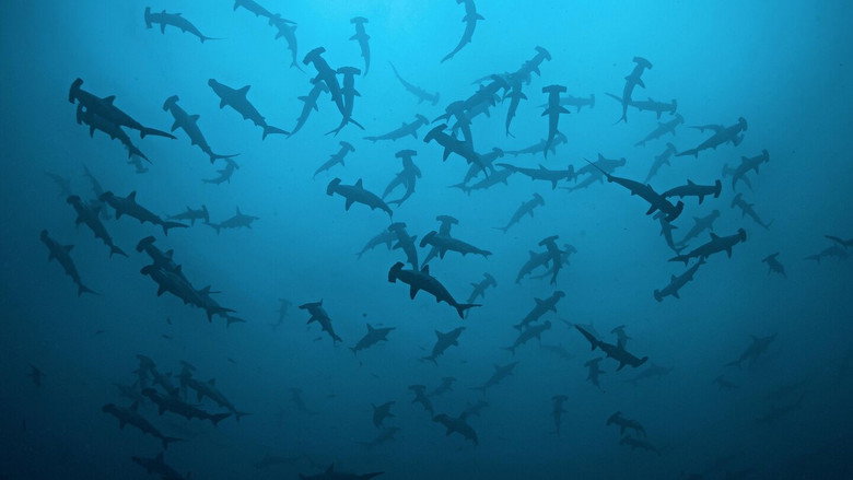кадр из фильма Cinquante nuances de requins