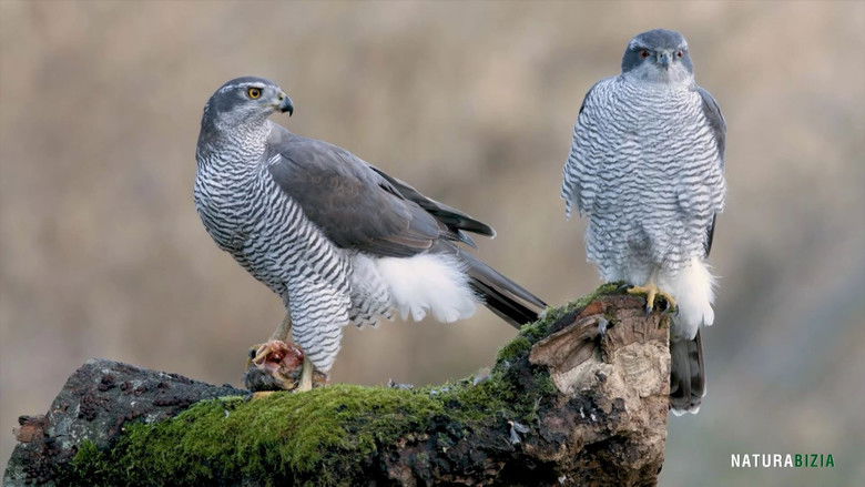 кадр из фильма Natura Bizia