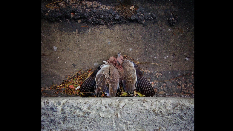 кадр из фильма Estranho Animal