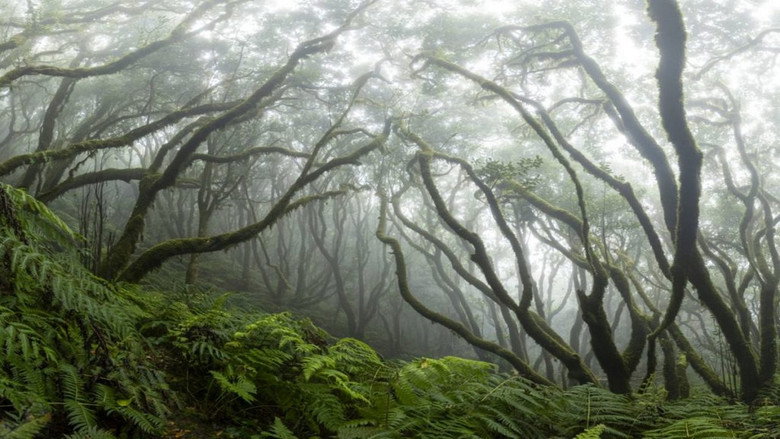 кадр из фильма Anaga, Naturaleza Infinita