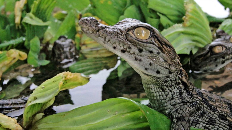 кадр из фильма Battle of the Swamp Dragons