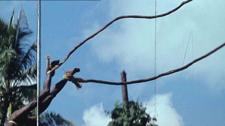 кадр из фильма Coupé/Décalé